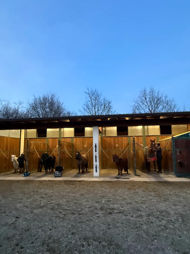 Cavallo al pascolo